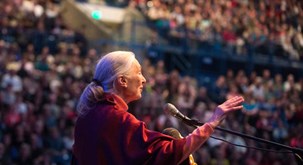 Jane Goodall photo 2