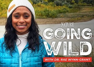 <p><strong>Dr. Rae Wynn-Grant’s PBS podcast, ‘Going Wild’ is an award-winning hit</strong></p>